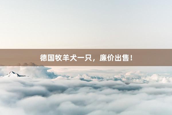 德国牧羊犬一只，廉价出售！